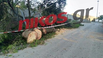Δέντρο έπεσε μπροστά από το φυλάκιο της Κακαβιάς – Διεκόπη η κυκλοφορία – ΦΩΤΟ αναγνώστη