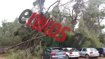Η επόμενη μέρα στη Χαλκιδική – Ξεριζωμένα δέντρα και σπασμένοι πυλώνες στους δρόμους – ΦΩΤΟ αναγνώστη