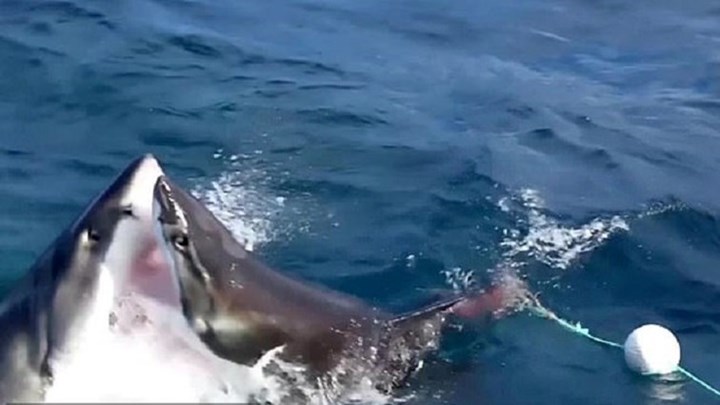 Στα σαγόνια του … λευκού καρχαρία – Ο ένας κατασπαράσσει τον άλλον σε μια συγκλονιστική μάχη επιβίωσης – ΒΙΝΤΕΟ