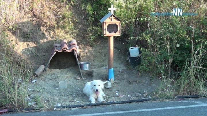Ο ”Χάτσικο”  της Ναυπάκτου – Ζει δίπλα στο εικόνισμα του αφεντικού του – ΒΙΝΤΕΟ