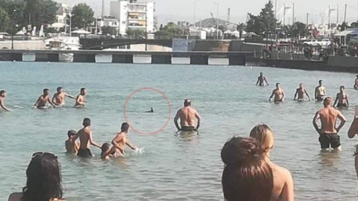 Μαζεύουν υπογραφές στο διαδίκτυο για την τιμωρία όσων λιθοβόλησαν τον “ξιφία” στη Χαλκίδα – ΦΩΤΟ