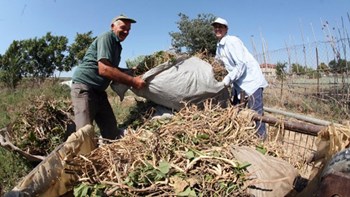 Η πρώτη αυτοψία από τον ΕΛΓΑ έδειξε ζημιές στις καλλιέργειες φασολιού των Πρεσπών από την κακοκαιρία