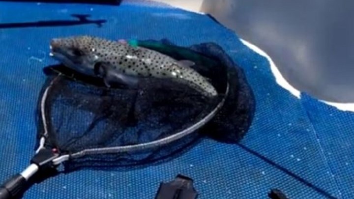 Ψαράδες έπιασαν λαγοκέφαλο στην Κρήτη – ΒΙΝΤΕΟ