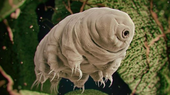 Νομίζετε ότι η κατσαρίδα είναι το πιο ανθεκτικό πλάσμα του πλανήτη; – Δείτε γιατί κάνετε λάθος – ΦΩΤΟ