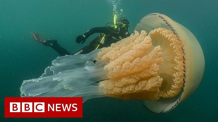 Μέδουσα – τέρας εντόπισαν δύτες – ΒΙΝΤΕΟ