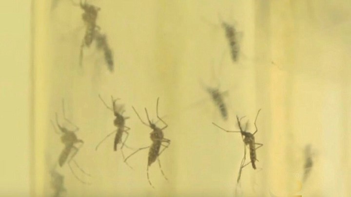 8 πράγματα που κάνετε στο σπίτι σας και προσελκύουν κουνούπια και κατσαρίδες