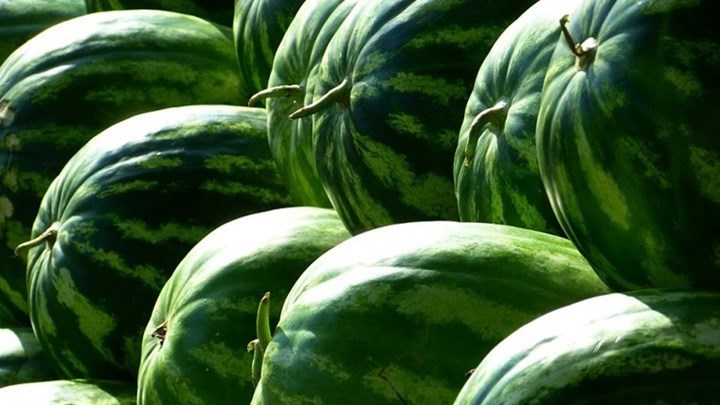 Δεσμεύτηκαν πάνω από 11 τόνοι καρπουζιών σε επιχείρηση του Ρέντη