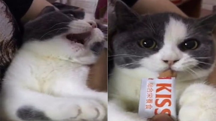 Λαίμαργη γάτα εκνευρίστηκε όταν της “έκλεψαν” τη λιχουδιά – ΒΙΝΤΕΟ