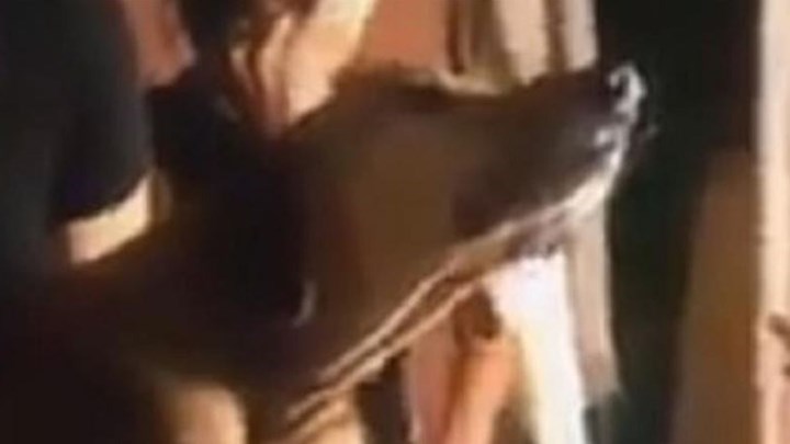 Συγκλονιστικές εικόνες: Σκύλος θρηνεί πάνω από το φέρετρο του ιδιοκτήτη του – ΒΙΝΤΕΟ