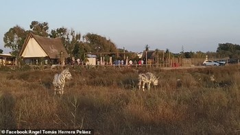 Σάλος με την κίνηση νεόνυμφων να βάψουν γαϊδούρια για να ταιριάζουν με το θέμα του γάμου τους – ΦΩΤΟ – ΒΙΝΤΕΟ