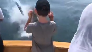 Ο καρχαρίας τους άρπαξε την ψαριά με μια εντυπωσιακή… έφοδο – ΒΙΝΤΕΟ