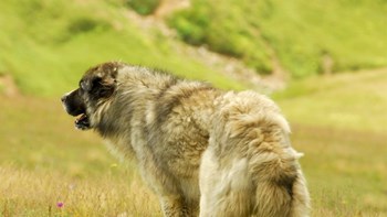 Στο νοσοκομείο δύο Γερμανοί τουρίστες – Τους επιτέθηκαν σκυλιά