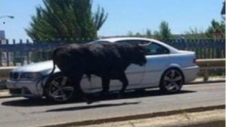 Σοκ στη Λαμία: Αφηνιασμένος ταύρος έτρεχε μέσα στην πόλη- ΦΩΤΟ -ΒΙΝΤΕΟ