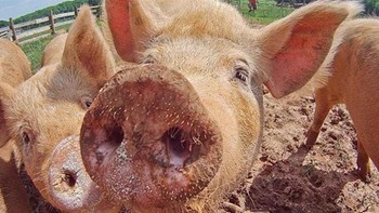 Απαγορευτικό από την Ελλάδα στην εισαγωγή χοιρινού από την Βουλγαρία