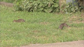 Ποντίκια «κατέλαβαν» γειτονιά στη Φιλαδέλφεια των ΗΠΑ – ΒΙΝΤΕΟ