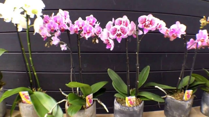 Πώς οι ορχιδέες… έσωσαν τη ζωή 27χρονης που είχε πέσει θύμα απαγωγής