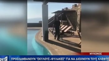 Σκύλους – φύλακες «προσλαμβάνουν» στη Μύκονο για να προφυλαχθούν από τους επίδοξους διαρρήκτες – ΒΙΝΤΕΟ