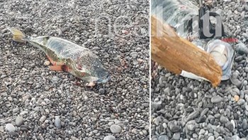 Νέα επίθεση από λαγοκέφαλο: Δάγκωσε 16χρονο που έκανε μπάνιο στη Σητεία – ΒΙΝΤΕΟ