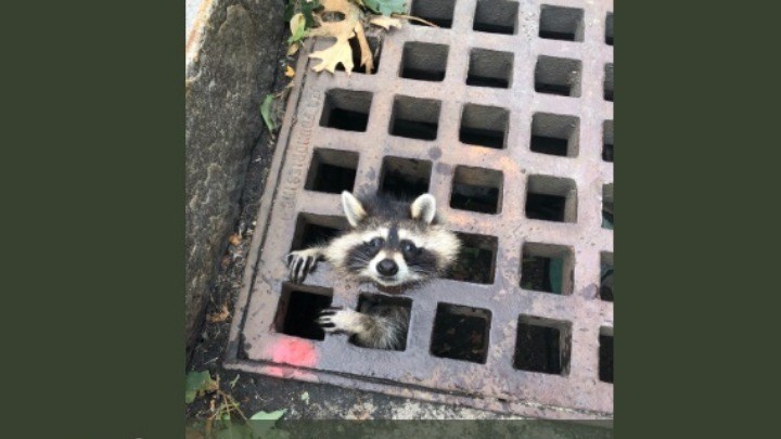 Οι περιπέτειες ενός… ρακούν – Καρέ – καρέ η επιχείρηση απεγκλωβισμού από την Πυροσβεστική – ΒΙΝΤΕΟ