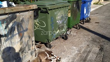 Θλιβερό θέαμα σε παιδική χαρά στα Χανιά – Πέταξαν νεκρό και δεμένο ζώο – ΦΩΤΟ