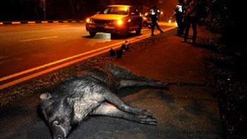 Σύγκρουση αυτοκινήτου με αγριογούρουνο στη Λαμία – Από τύχη γλίτωσε ο οδηγός