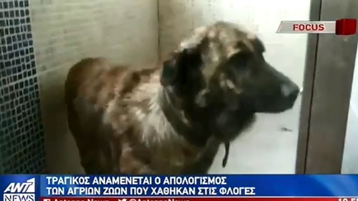 Φωτιά στην Εύβοια: Τραγικός αναμένεται ο απολογισμός για τα ζώα – ΒΙΝΤΕΟ