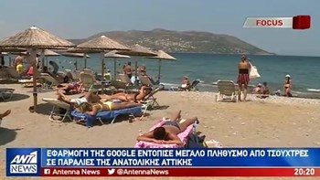 Μεγάλος πληθυσμός από τσούχτρες εντοπίστηκε σε παραλίες της Ανατολικής Αττικής – ΒΙΝΤΕΟ