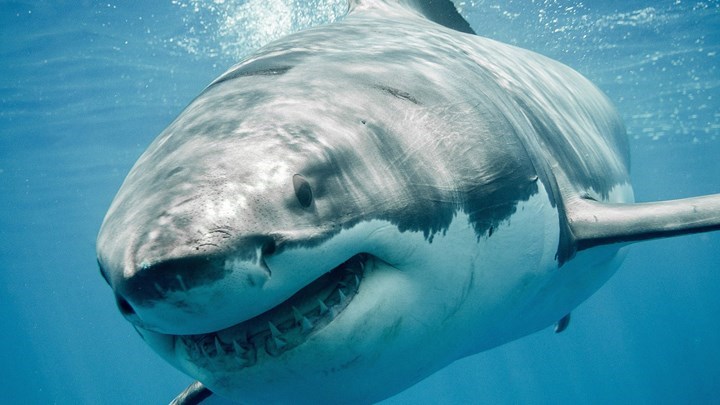 Επιστρέφει ο εφιάλτης στη Μασαχουσέτη – Περισσότεροι από 300 λευκοί καρχαρίες στις παραλίες – ΦΩΤΟ – ΒΙΝΤΕΟ