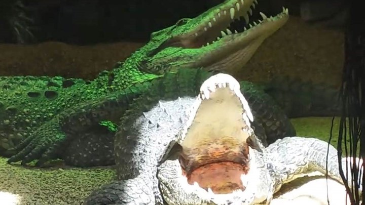 Ο κροκόδειλος του Φιντέλ Κάστρο δάγκωσε άνδρα σε ενυδρείο