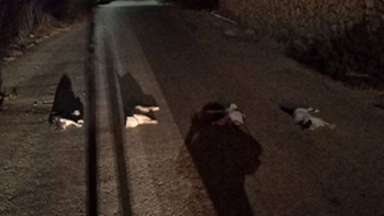 Κτηνωδία στα Χανιά: Βασάνισαν μέχρι θανάτου γάτες και τις άφησαν στη μέση του δρόμου – ΦΩΤΟ
