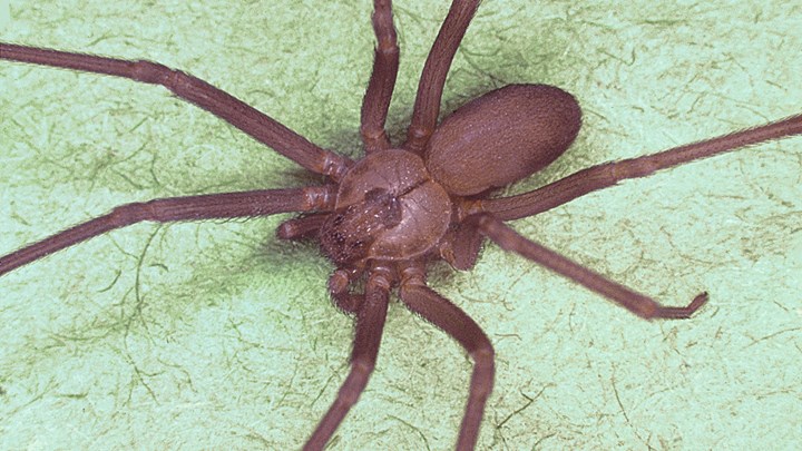 Βρήκαν δηλητηριώδη αράχνη στο αυτί γυναίκας – ΒΙΝΤΕΟ