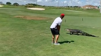 Αποφασισμένος παίκτης του γκολφ αγνοεί τεράστιο αλιγάτορα – ΒΙΝΤΕΟ