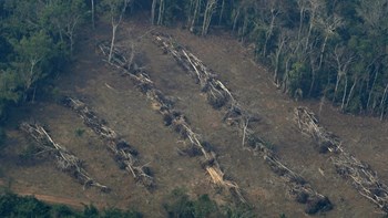 Υποκριτική θεωρούν τη δράση του Μακρόν για τον Αμαζόνιο κάτοικοι της Γαλλικής Γουιάνας