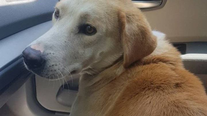 Η ανάρτηση ομάδας εθελοντών για τον σκύλο στην Κρήτη – Τι αναφέρουν για τον ηλικιωμένο – Τι λέει ο άνθρωπος που ανέλαβε την φροντίδα του σκύλου – ΦΩΤΟ