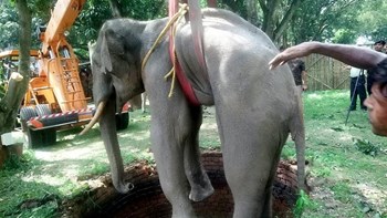 Η στιγμή διάσωσης μικρού ελέφαντα που έπεσε σε πηγάδι – Κάλεσε σε βοήθεια – ΒΙΝΤΕΟ