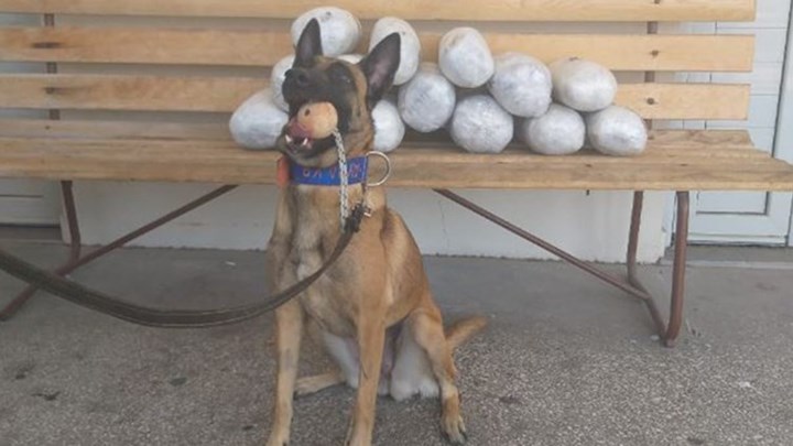 Τίποτα δεν ξεφεύγει από τη… μύτη της Avra – Εντόπισε πάνω από 15 κιλά ναρκωτικά – ΦΩΤΟ – ΒΙΝΤΕΟ