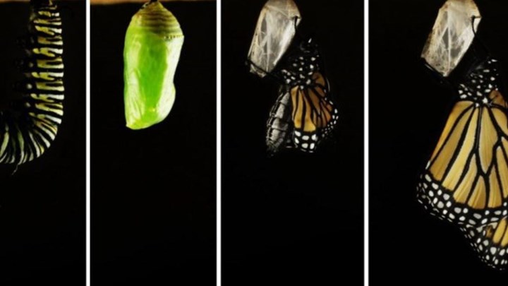 Από κάμπια σε πεταλούδα: Η διαδικασία της μεταμόρφωσης – ΒΙΝΤΕΟ