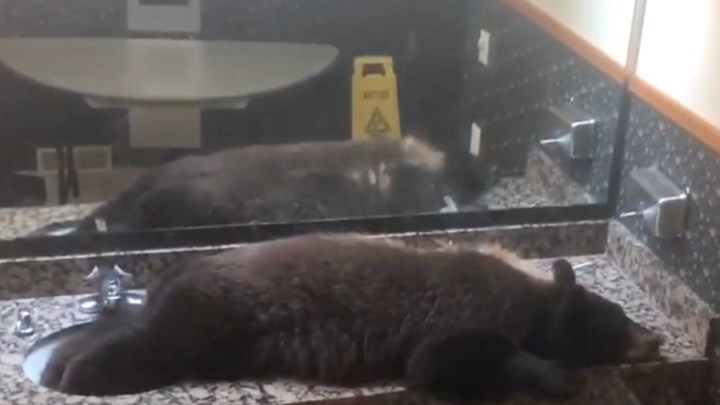 Αρκούδα εισέβαλε σε ξενοδοχείο και πήρε έναν υπνάκο… στο μπάνιο – ΒΙΝΤΕΟ