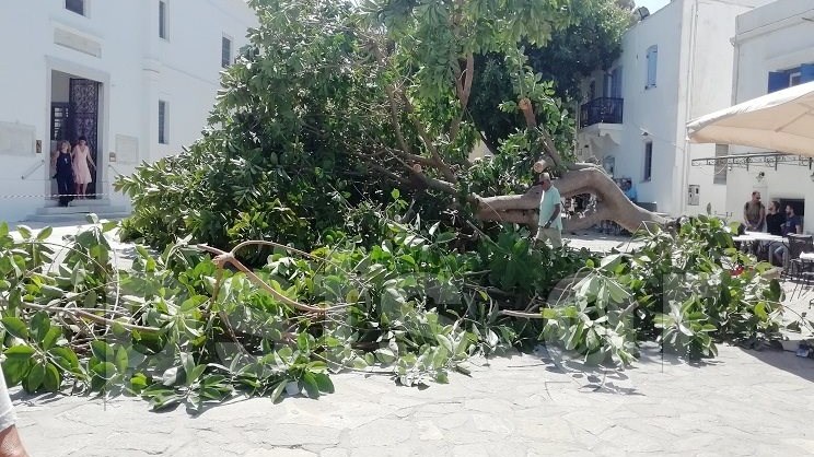 Δέντρο έπεσε στην είσοδο της Εκατονταπυλιανής στην Πάρο – Ένας τραυματίας – ΦΩΤΟ