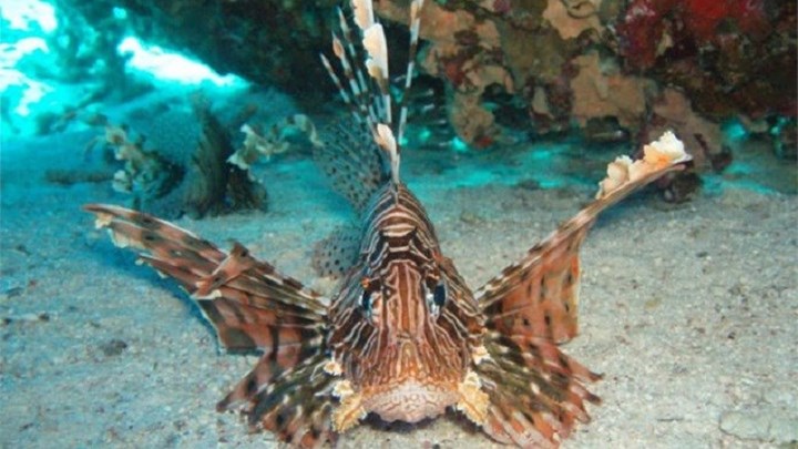 Τρόμος στην Κυλλήνη από την επίσκεψη επικίνδυνου…εισβολέα