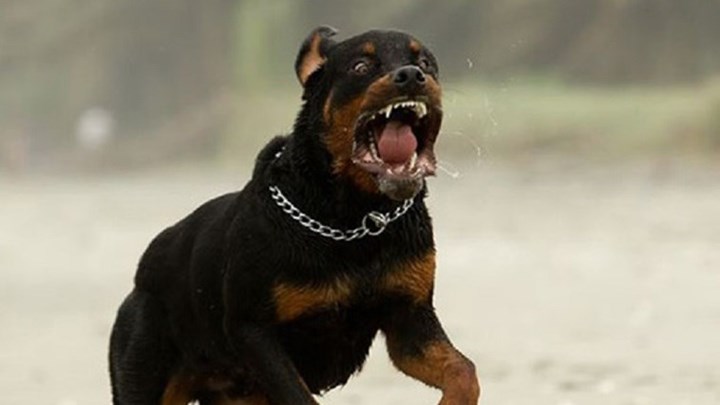 Τραγωδία στα Γλυκά Νερά: Ροτβάιλερ σκότωσε βρέφος