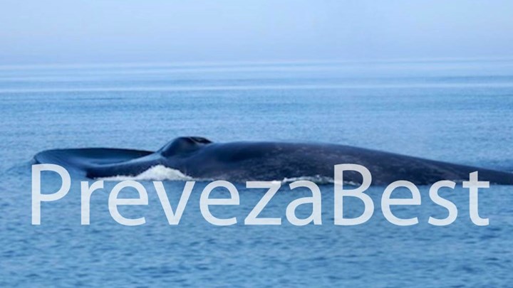 Εμφανίστηκε φάλαινα στη θαλάσσια περιοχή της Καστροσυκιάς Πρέβεζας – Τι είπε στον Realfm 97,8 κάτοικος της περιοχής