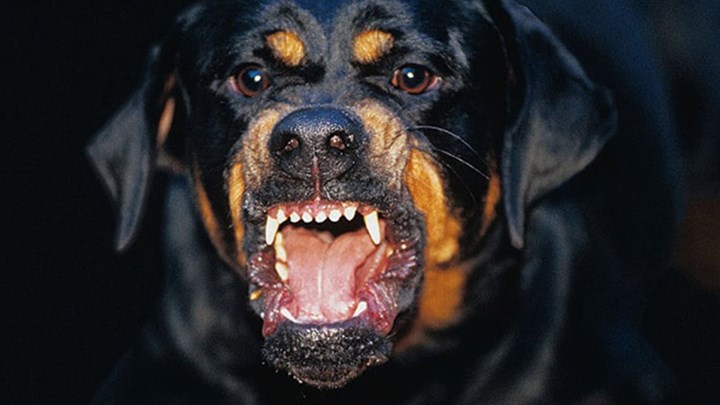 Το χρονικό της τραγωδίας με το θάνατο βρέφους από ροτβάιλερ