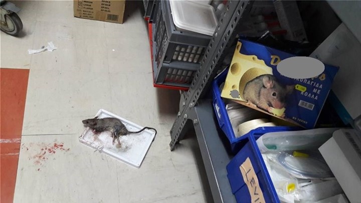 Καταγγελία-σοκ: Ποντίκια σε θάλαμο ασθενών στο νοσοκομείο Κιλκίς