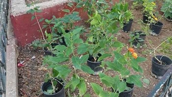 Ομορφαίνει η Φωκίωνος Νέγρη  – Οι παρεμβάσεις του Δήμου Αθηναίων – ΦΩΤΟ