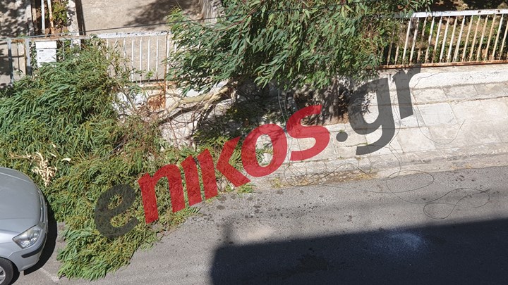 Πτώση δέντρου στην Άνω Γλυφάδα λόγω των ανέμων – ΦΩΤΟ αναγνώστη