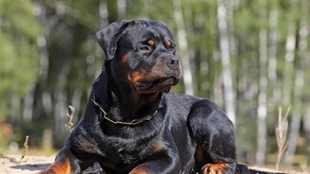 Ο πατέρας του βρέφους που τραυματίστηκε θανάσιμα από ροτβάιλερ: Δεν ήταν ποτέ επιθετικό με τα παιδιά μας