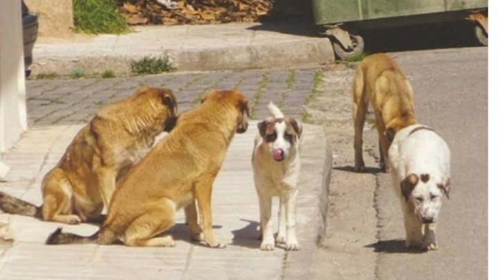 Στο νοσοκομείο 42χρονος ύστερα από επίθεση αδέσποτων σκύλων – ΦΩΤΟ