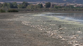 Μεγάλη οικολογική καταστροφή στην Κορώνεια – Νεκρά χιλιάδες ψάρια