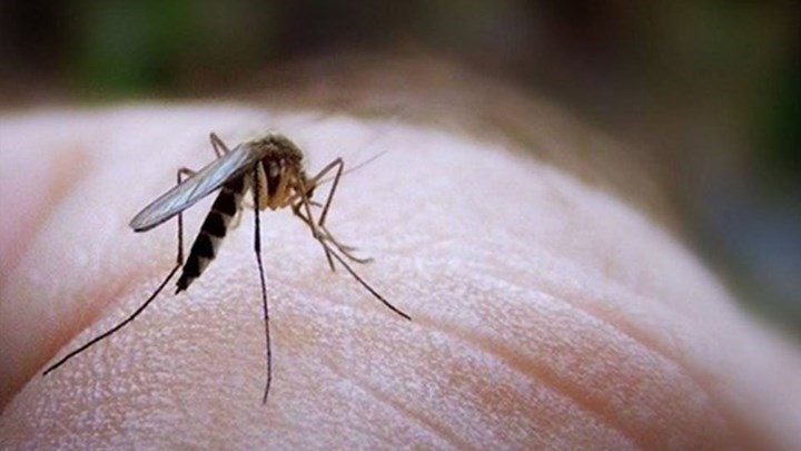 Πέθανε από το τσίμπημα ενός κουνουπιού μέσα σε εννέα ημέρες – Ο σπάνιος ιός που του μετέδωσε -ΦΩΤΟ